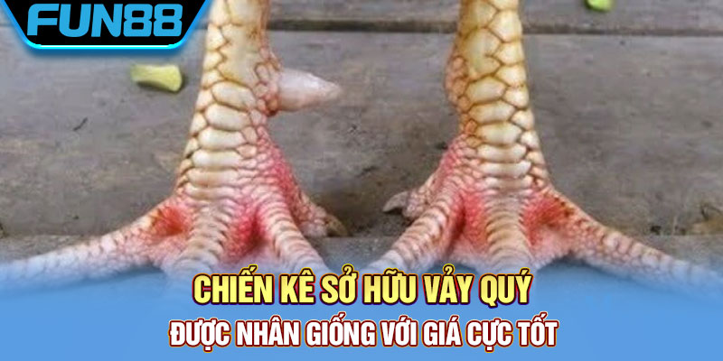 Chiến kê sở hữu vảy quý được nhân giống với giá cực tốt