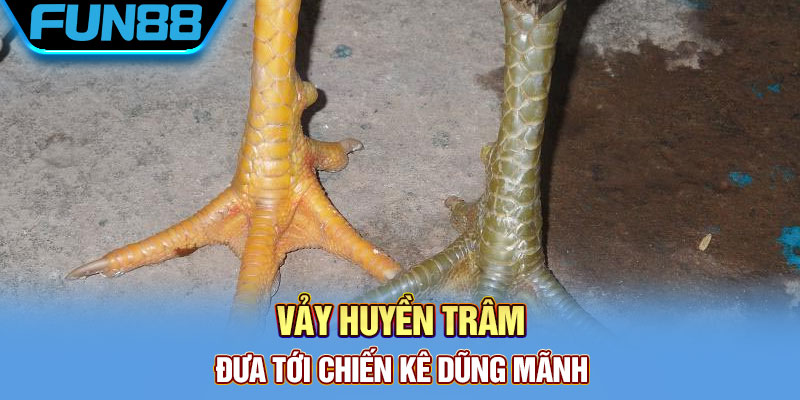 Vảy huyền trâm đưa tới chiến kê dũng mãnh